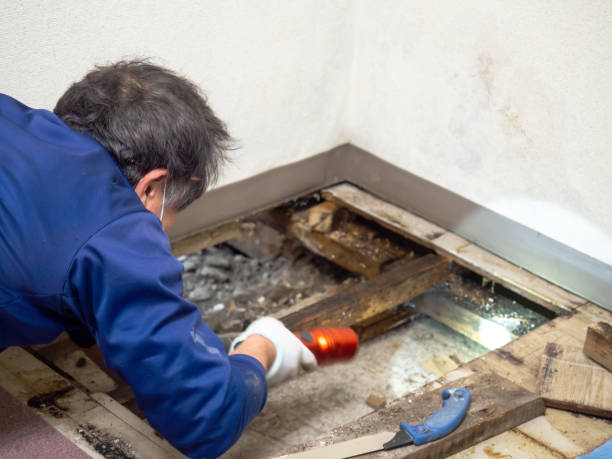 Best Residential Mold Remediation in South Venice, FL