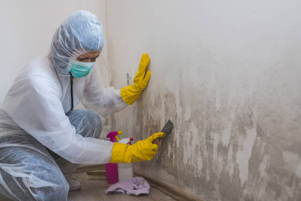 Best Industrial Mold Remediation in South Venice, FL