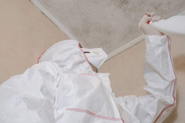 Professional Mold Remediation in South Venice, FL