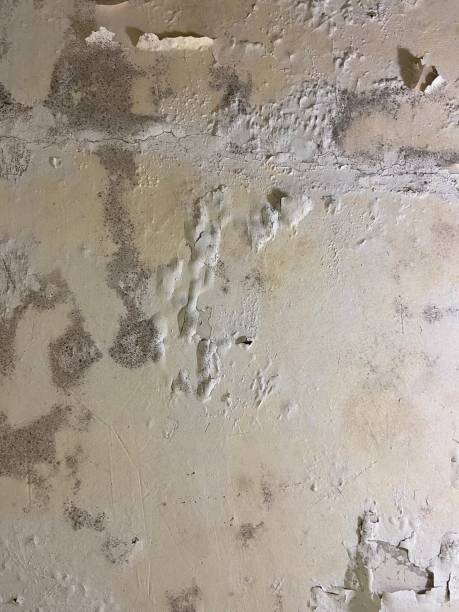 Best Health and Safety Mold Remediation in South Venice, FL