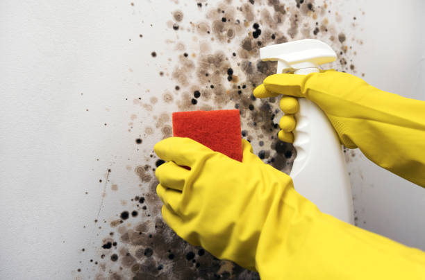 Best Industrial Mold Remediation in South Venice, FL