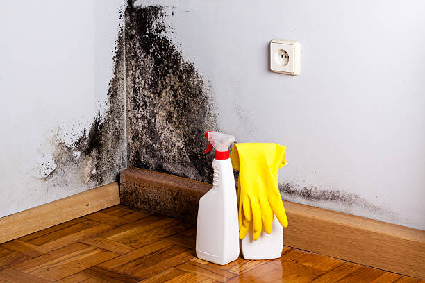 Best Residential Mold Remediation in South Venice, FL
